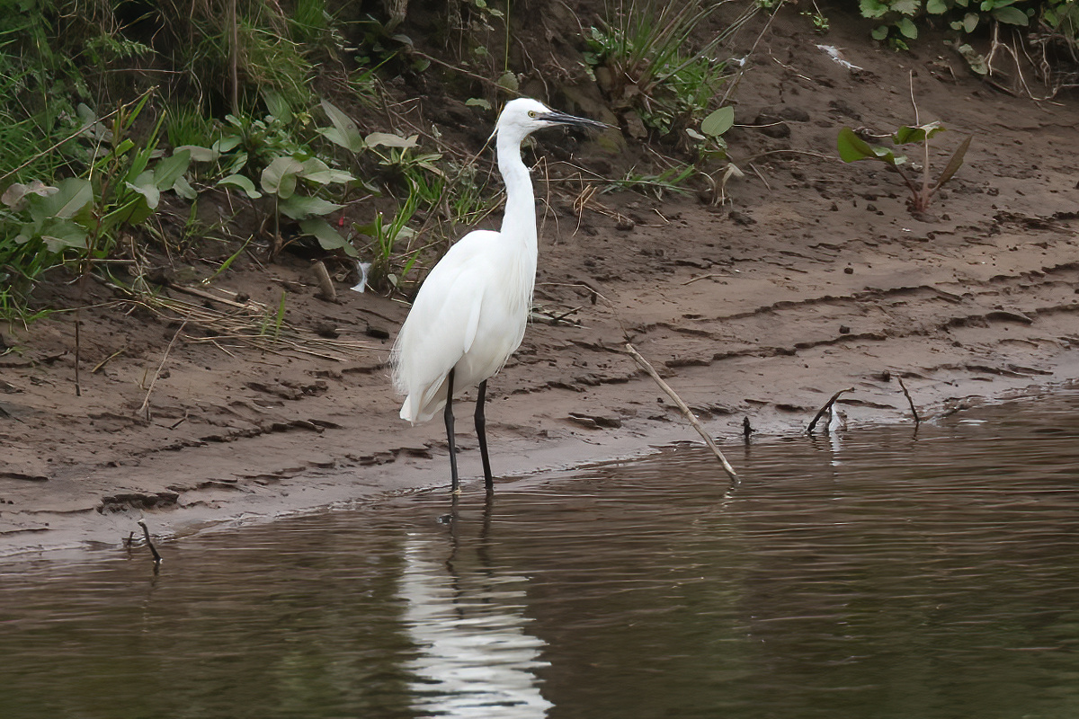 David Emley tweet media