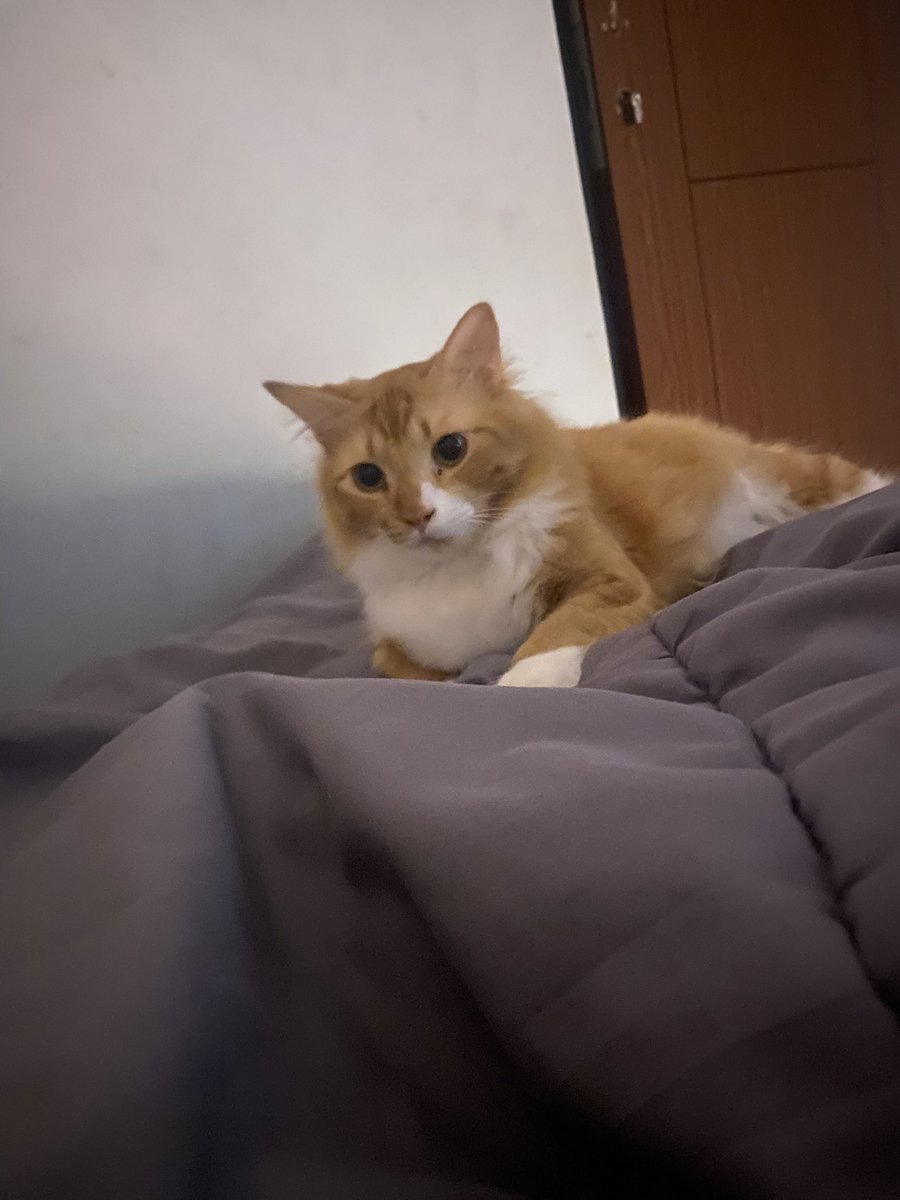 princess tweet media