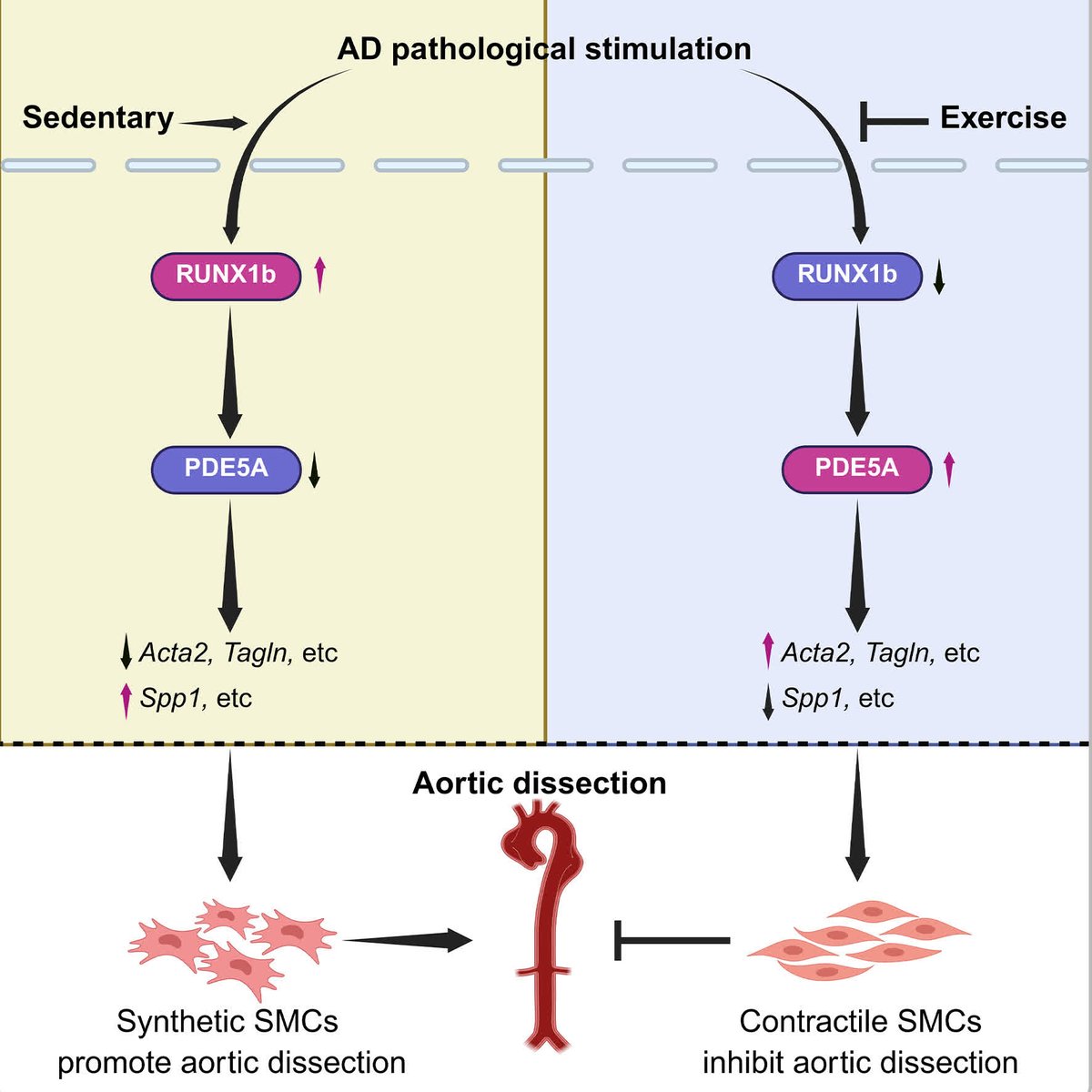 ATVB: An AHA Journal tweet media