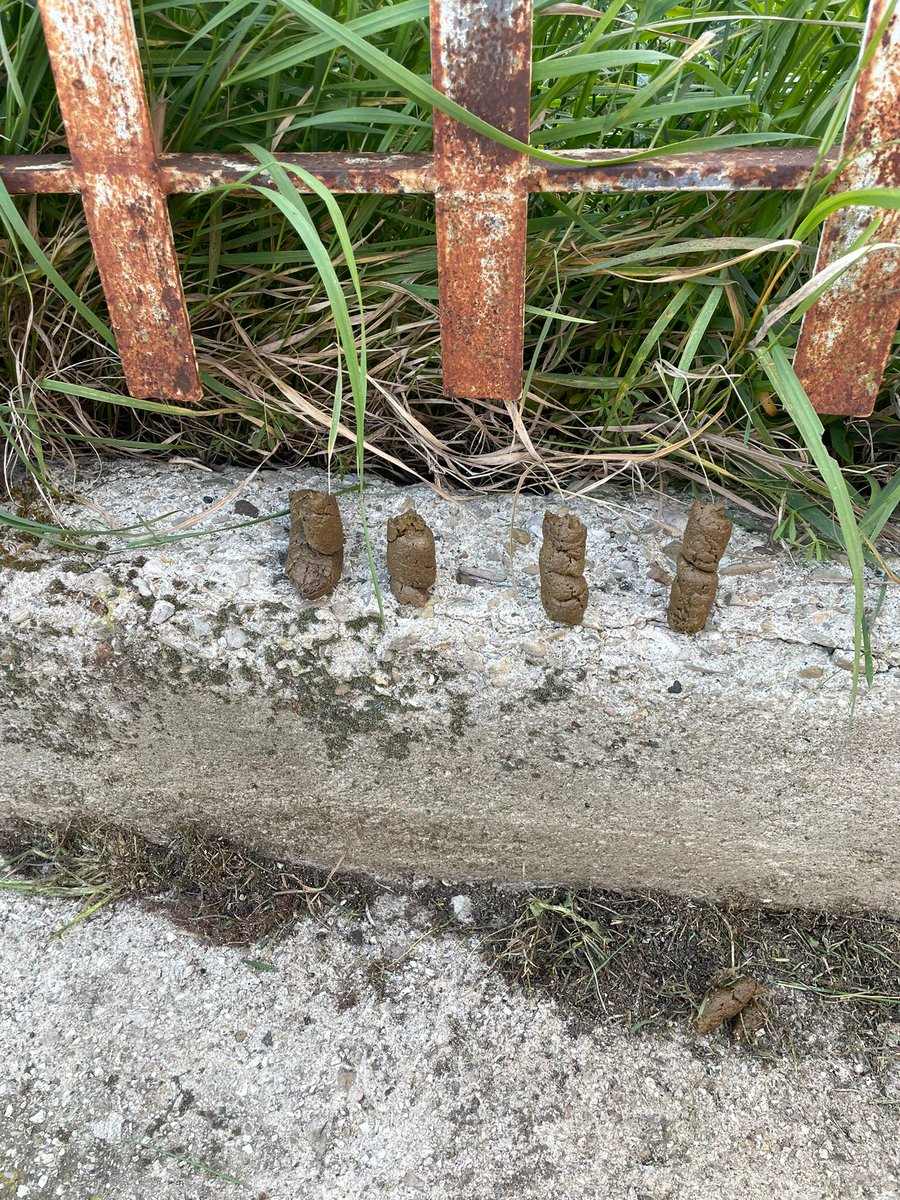 ☁️BoaDC☁️ tweet media