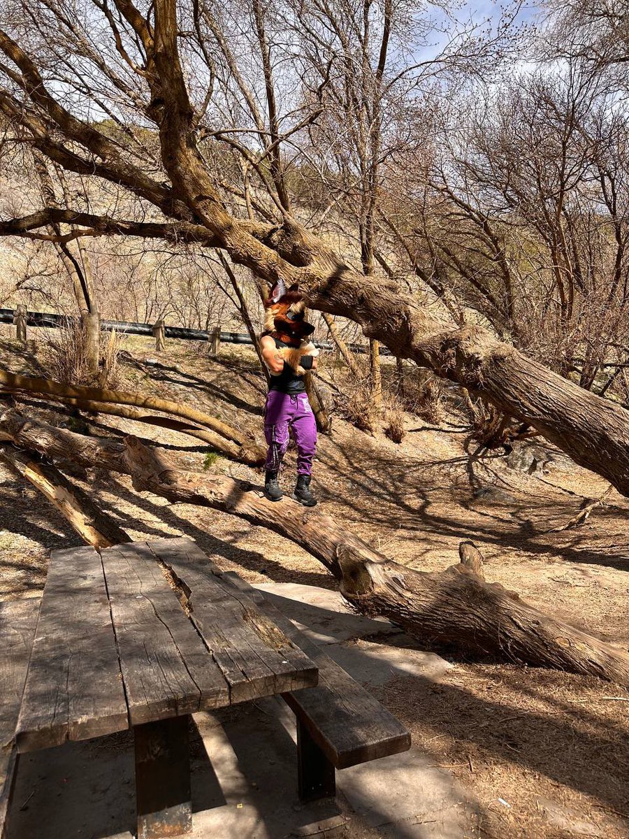 Roomba Shep 🐾 tweet media