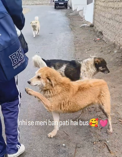 GreatGanges's tweet image. In the cold mountains…
they still find warmth in love. 🐶💛
This bond isn’t trained it’s felt.
#HimalayanDogs #DogLove #UnconditionalLove #DesiDogs