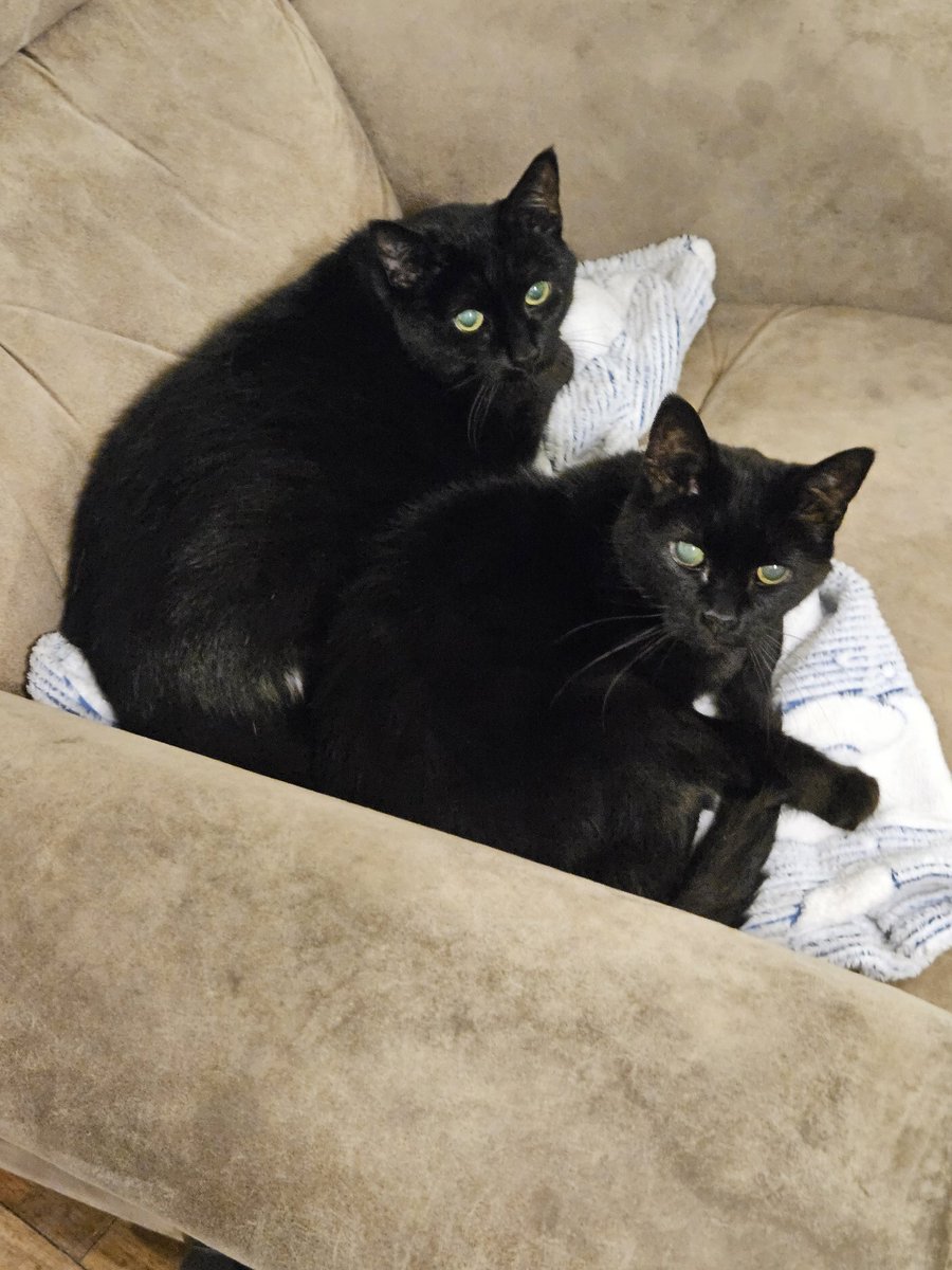 IndyNeil tweet media