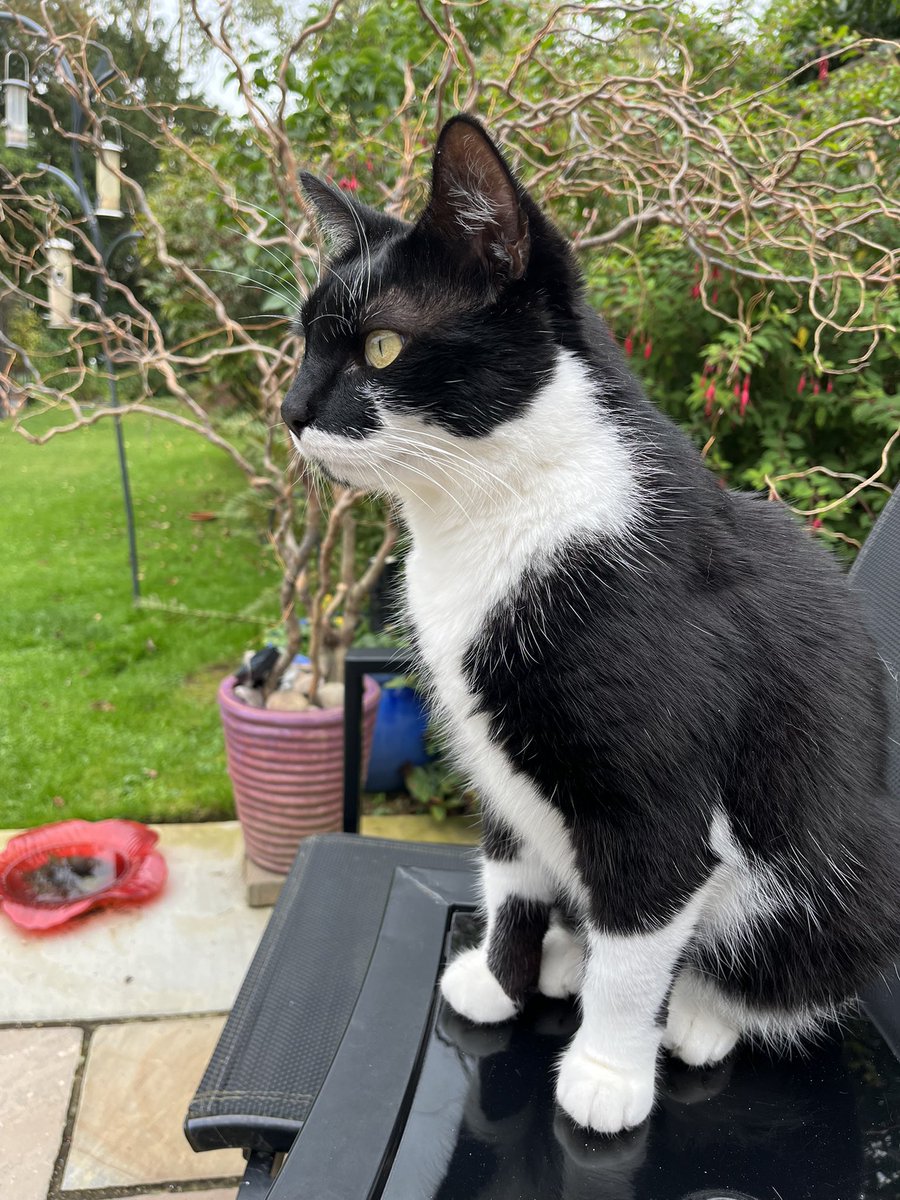 Pet Cotterell tweet media