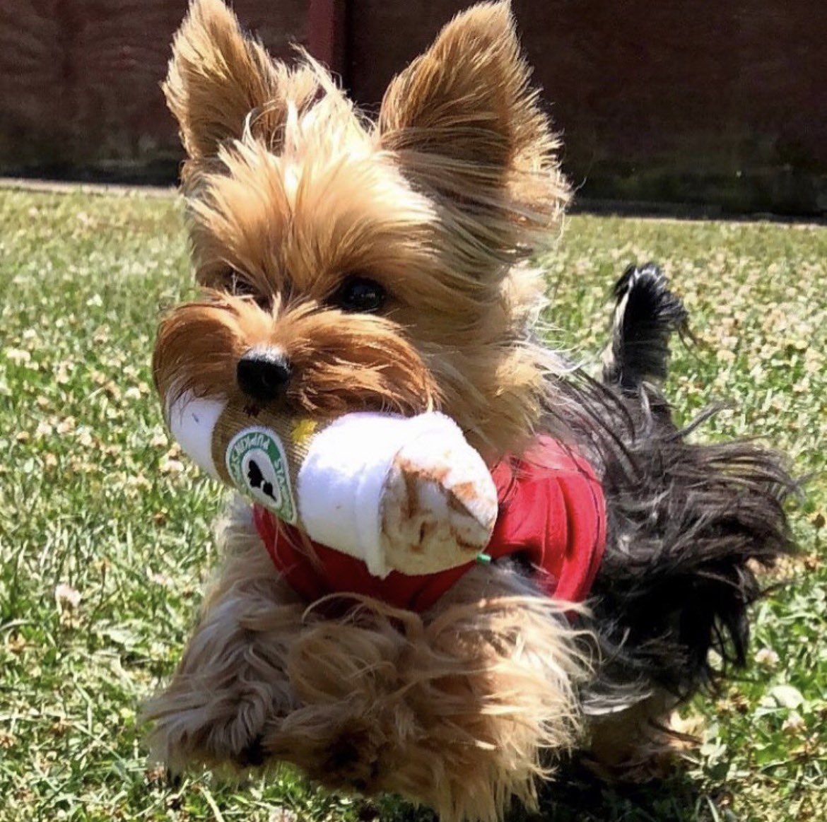 Londyn Rose tweet media