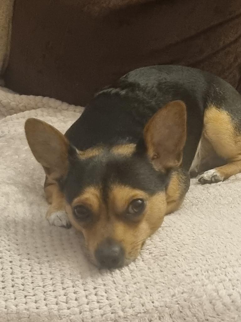 Gallowglass 🌳🐍🦌Druid VT tweet media