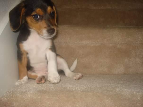 Manolo42O's tweet photo. @beaglefacts Kobe sr. 😍 https://t.co/eJBGAo9i4N