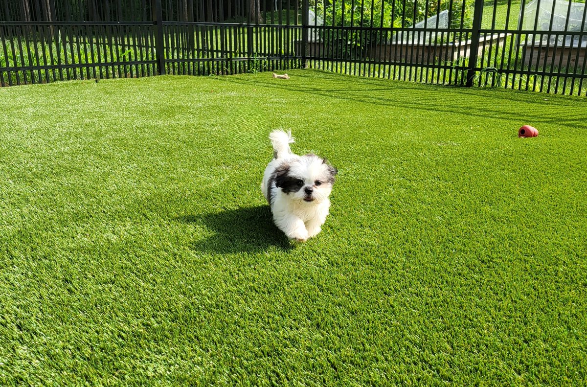 Shawgrass tweet media