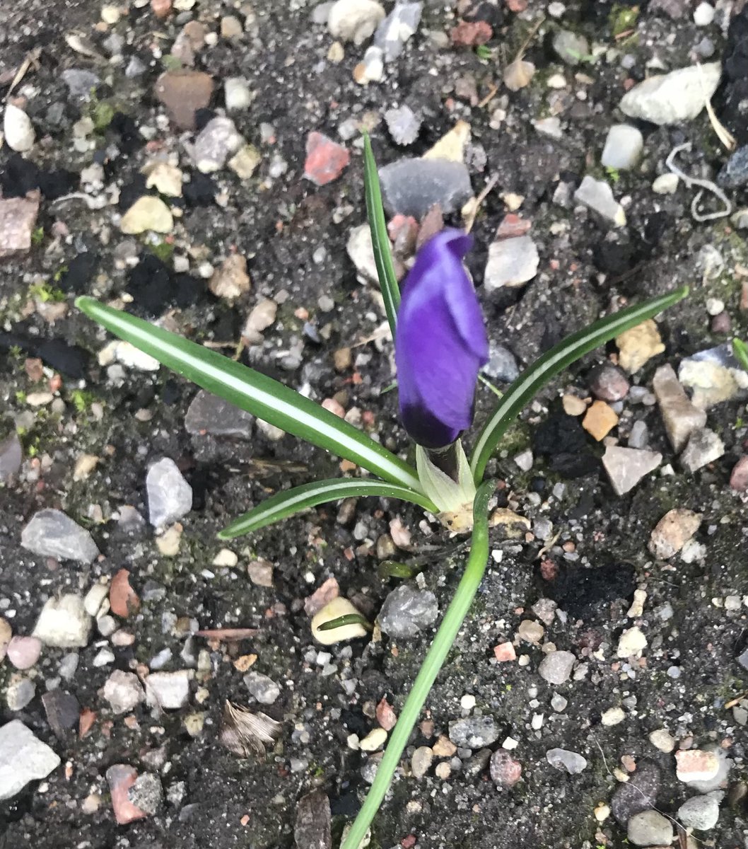 Kirsten Frost tweet media