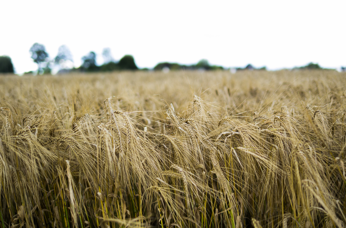 Henry Jeffreys is working on a new book tweet media