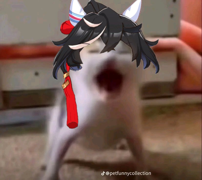 Katsuragi Ace 🅰️ (@antitriplecrown) on Twitter photo 