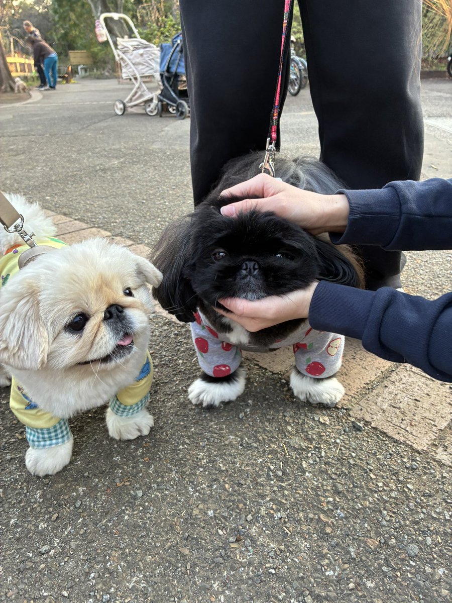 kebabtabeyogabu's tweet photo. 流石に揉まれすぎてて神 https://t.co/KJJsgHjAJY