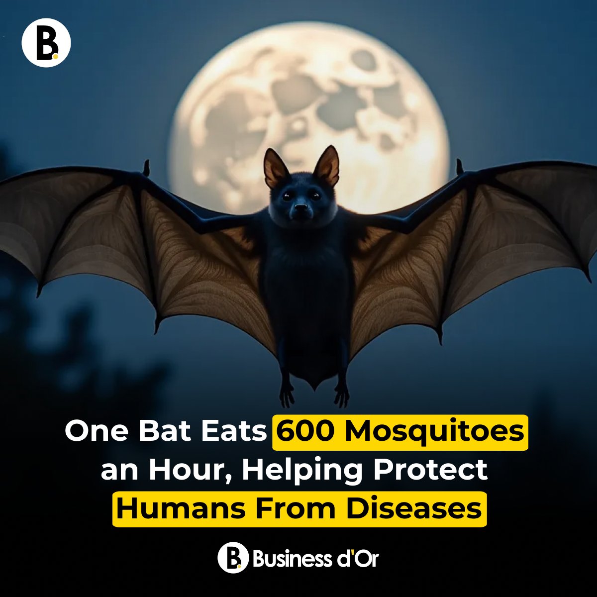 Business d'Or tweet media