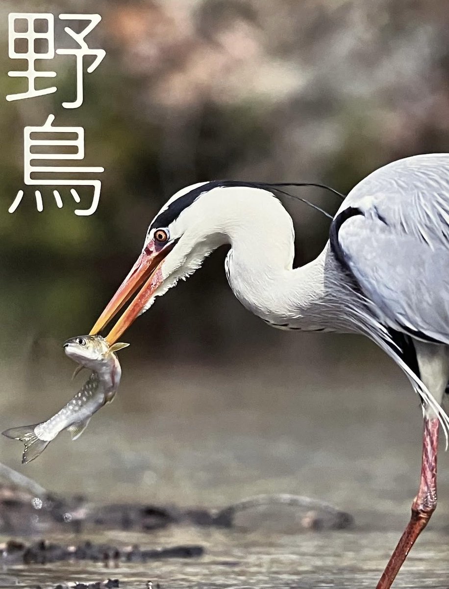 今月の掲載誌、ラスト！
(公財)日本野鳥の会　野鳥3.4月号
特集　サギたちの素顔　でジジのサギ写真が使われております。詐欺ではないのでご安心(^^)
表紙　大橋弘一氏
#公財日本野鳥の会
#サギ
#戸塚学