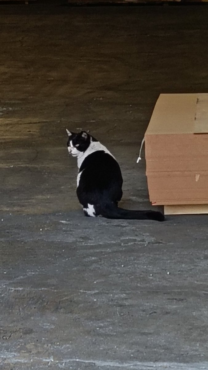 ふんニャンᓚᘏᗢ(ふんべ) tweet media