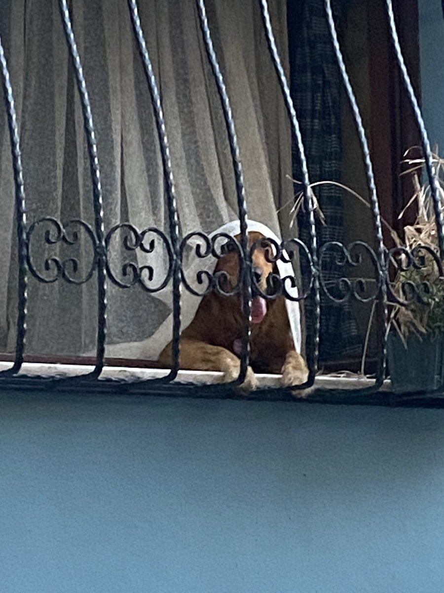 🐶 Bella&Simba 🦁 tweet media