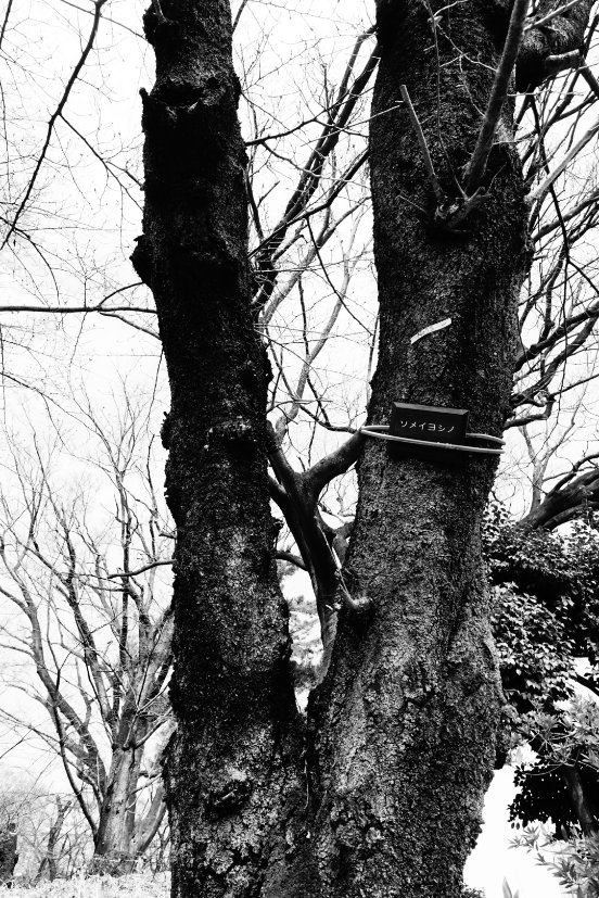 でっどせる tweet media