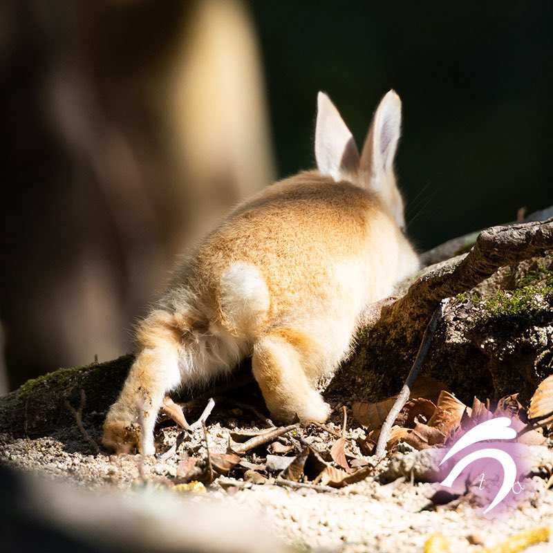 山の中で見つけた可愛いおちり🐇🎶