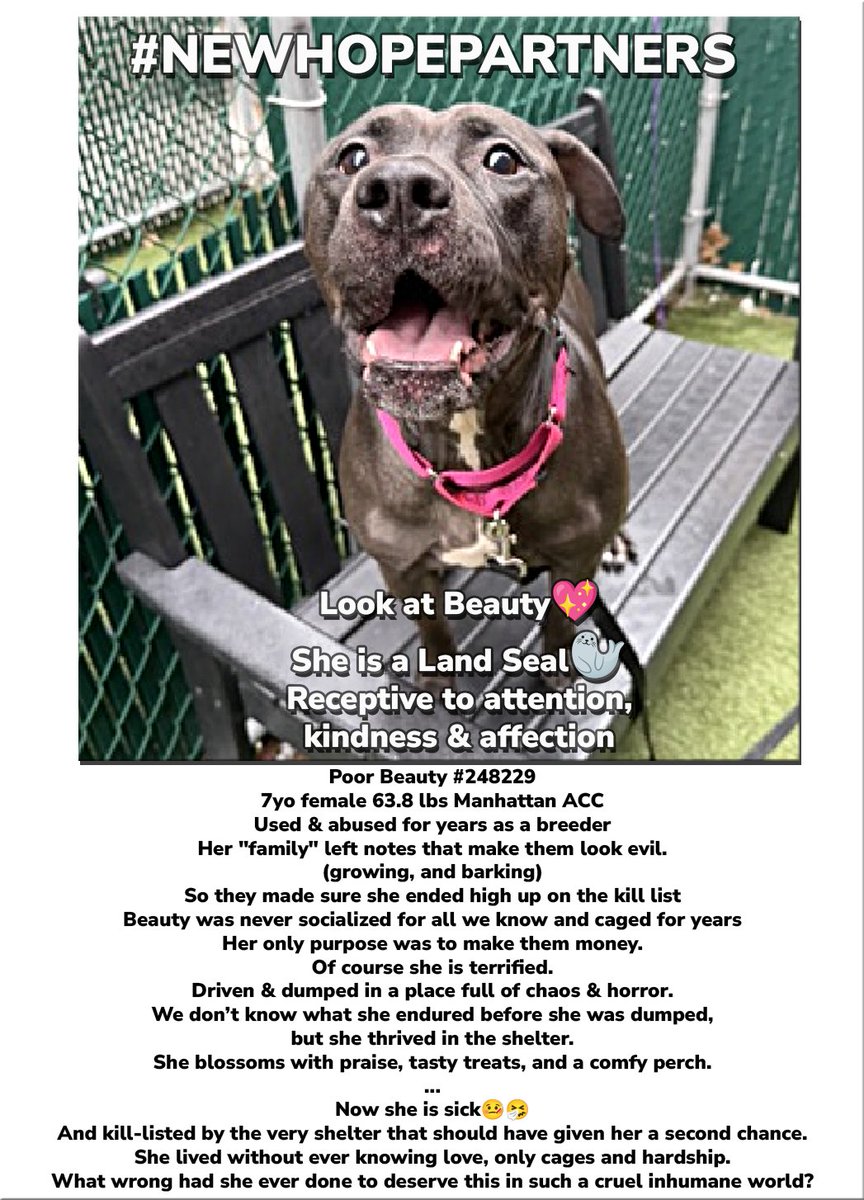 MSC1111's tweet photo. @NMBewitched +++NEW HOPE PARTNERS +++
π¨Beauty #248229β€οΈ7yo Manhattan
#SaveBeauty #Abused #Neglected #RescueNeeded #SaveHer #SaveHerLife #NewHopePartners #VoiceForTheVoiceless #RescueDog #UrgentRescue
#NYCNews #ManhattanNews #BreakingNYC #LocalNewsNYC #NYCPress #PressNYC https://t.co/Roumuq7N3y