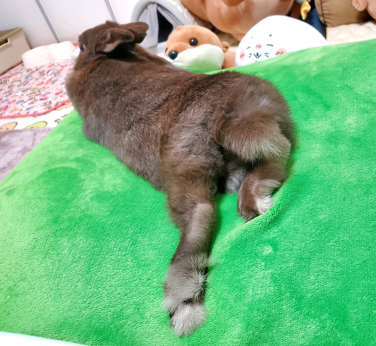 しじみ(🐇はあずきです) tweet media