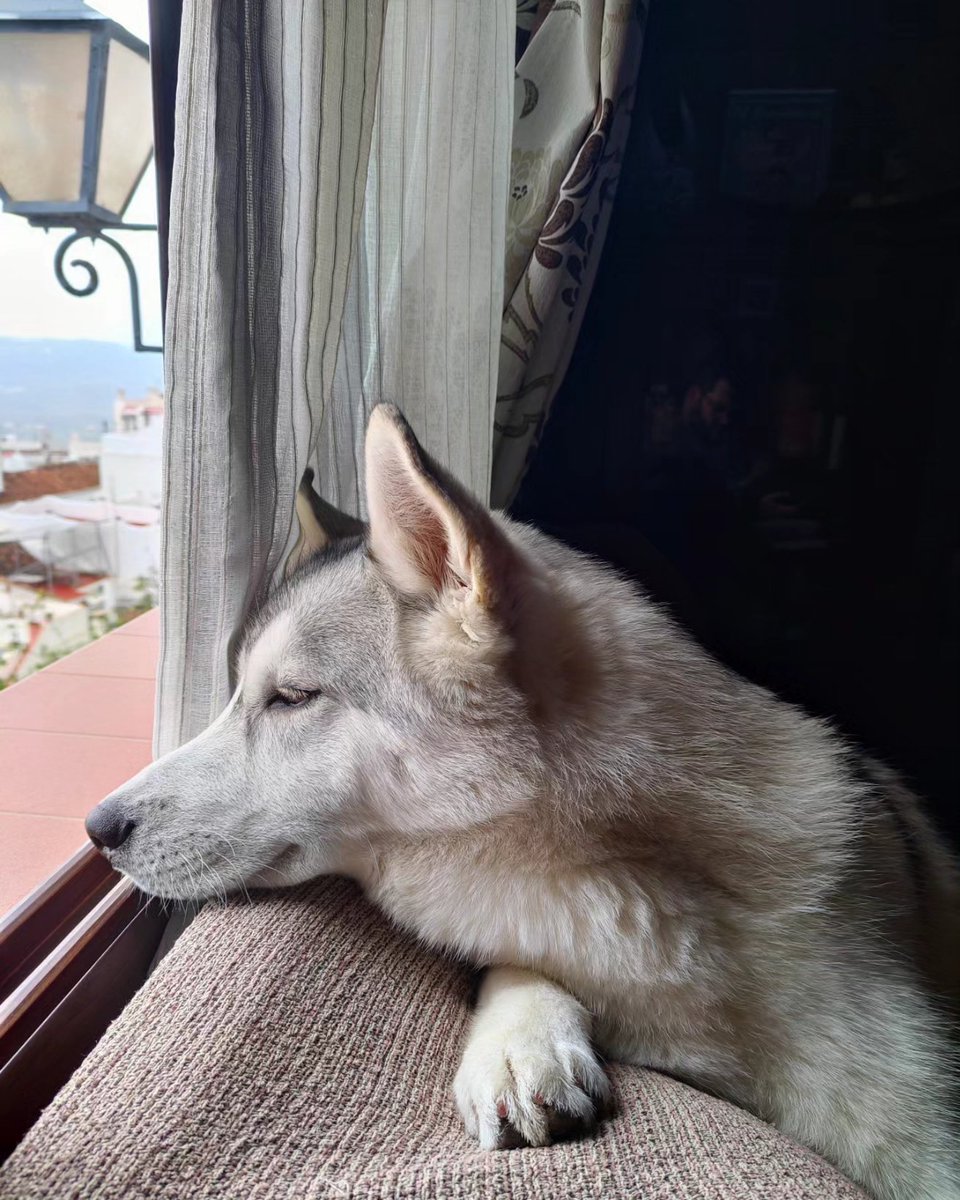 ainoha3333's tweet photo. @grefusa Os presento a Kai 🥰 https://t.co/DBV7FbNF5e