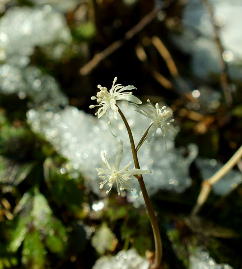 agehasensei's tweet photo. 万寿山、雪の隙間からセリバオウレンが咲き始め☺ #岩手 #写真撮ってる人と繫がりたい #oldlens #nikon #デジタルでフィルムを再現したい https://t.co/gn7FyhpfnE