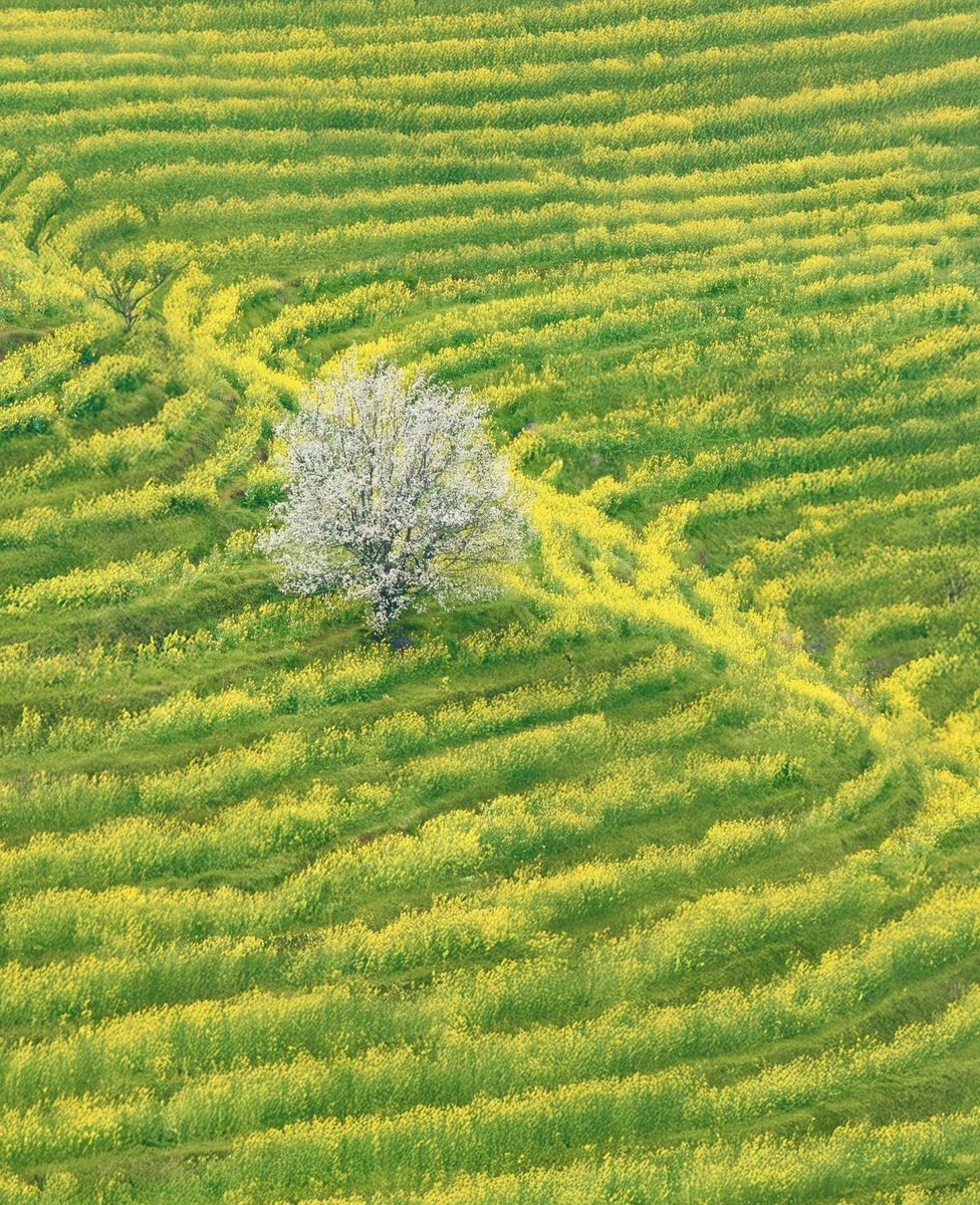 （冲1000）平沙落雁 tweet media