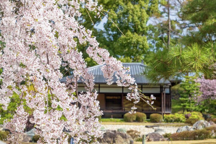 ことりっぷ tweet media