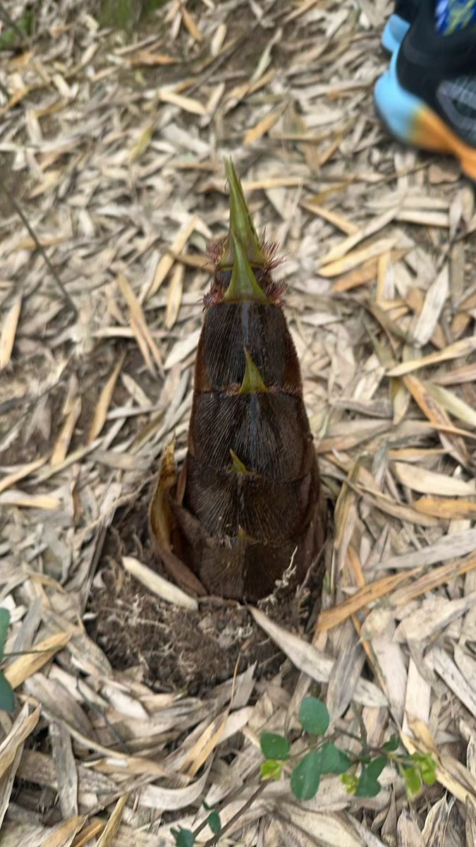 南方夫人 tweet media