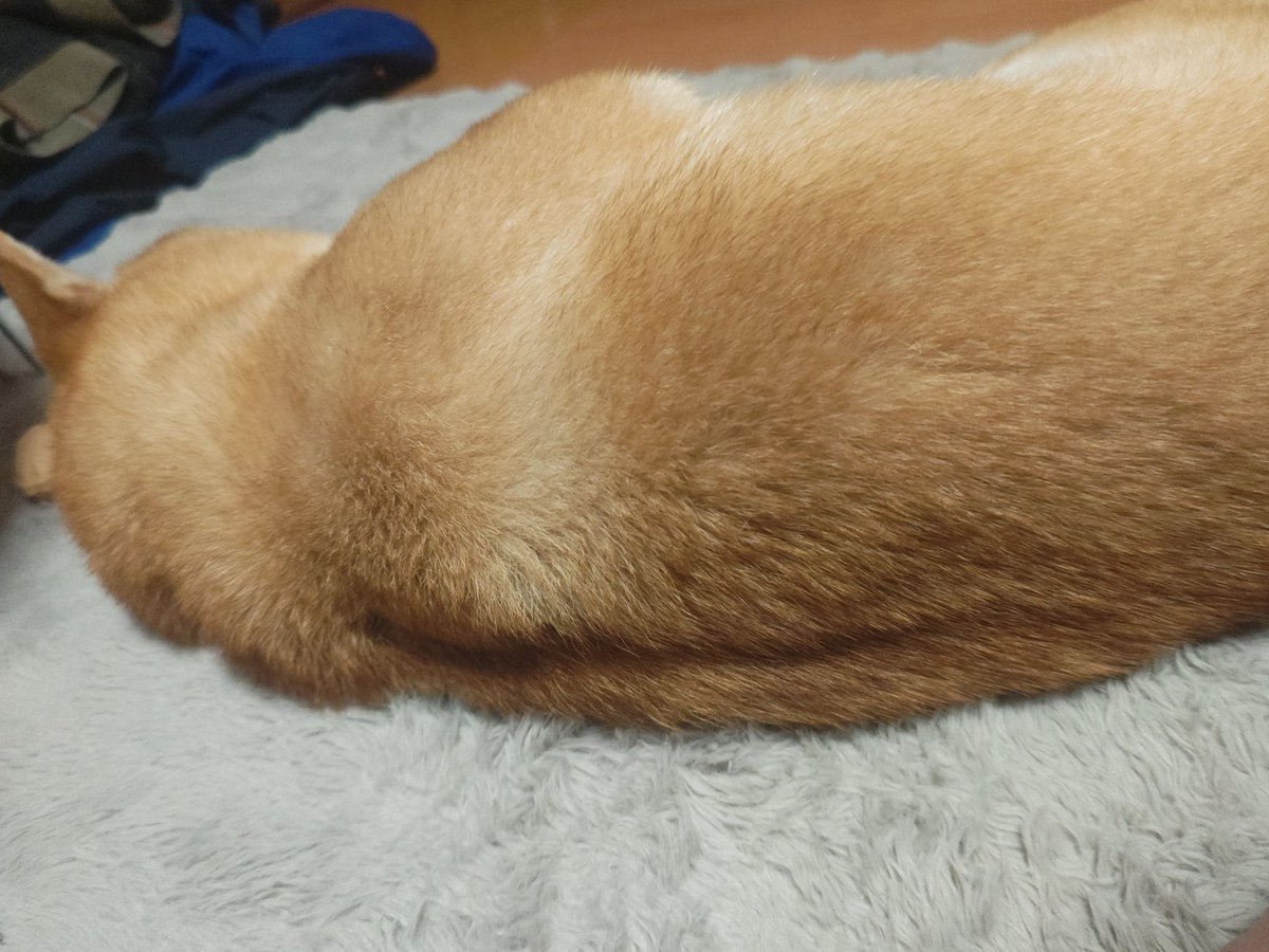 柴犬モナカのぐーたら日記 tweet media