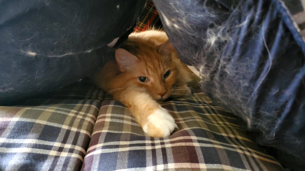 The Clowder tweet media