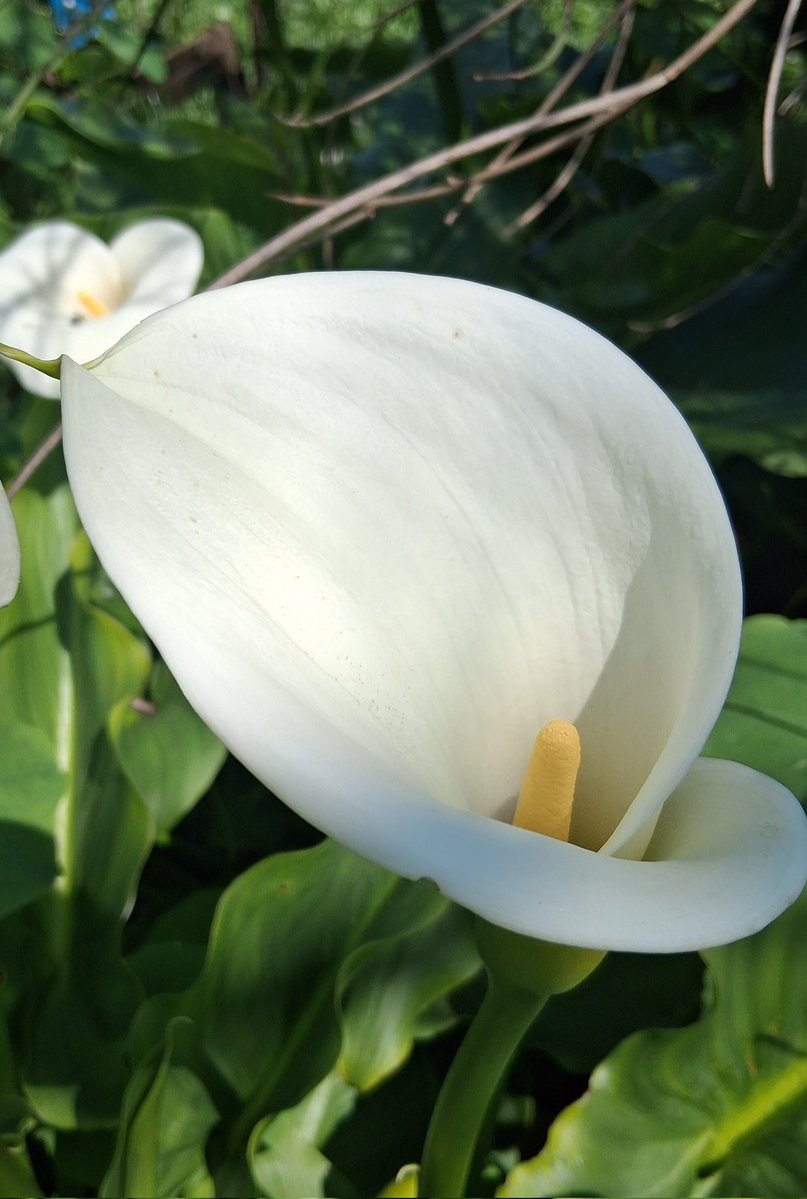 DaniaRess's tweet image. Purezza senza trucco🍀🌼

🌿🌹⚘️🌹⚘️🪻🌼🍀🌼🪻

#naturaleza 
#ILovespring