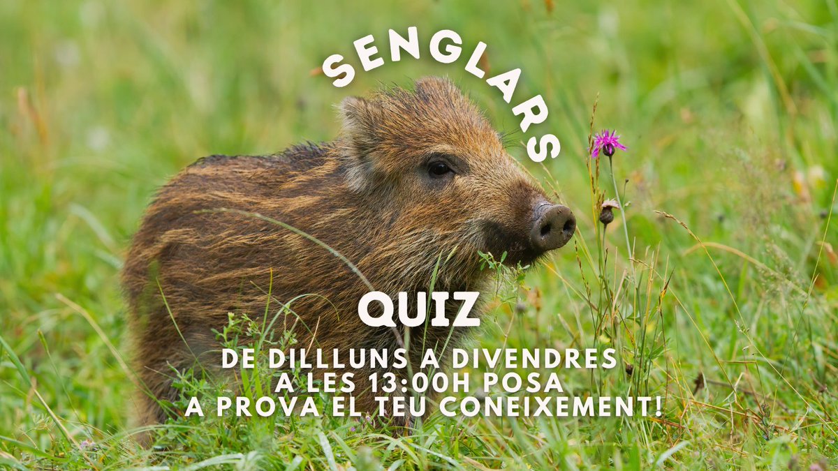 Zoo del Pirineu tweet media