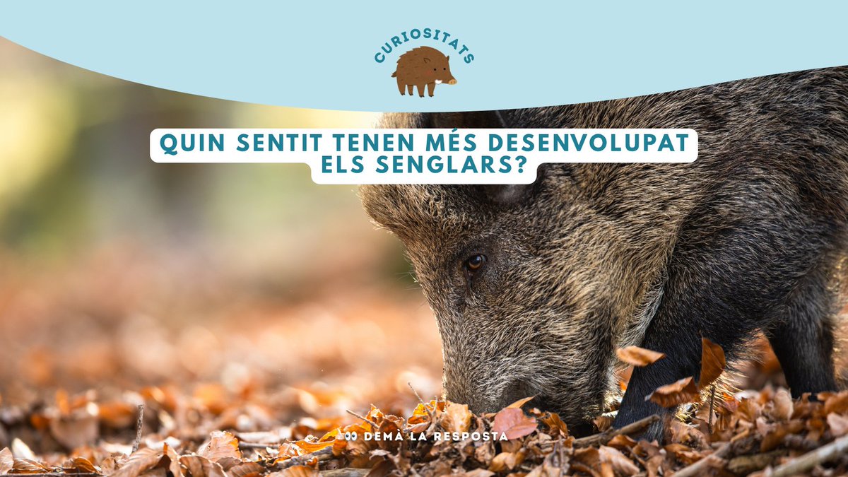 Zoo del Pirineu tweet media