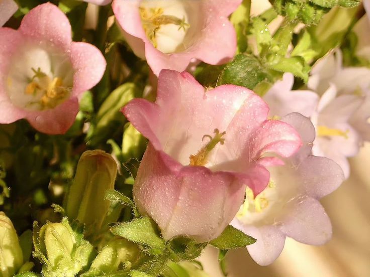 🌿🌼🧺 tweet media