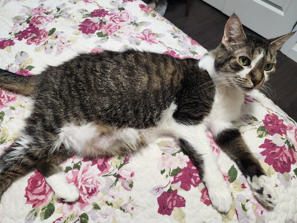 MIMI THE TABBY😺 tweet media