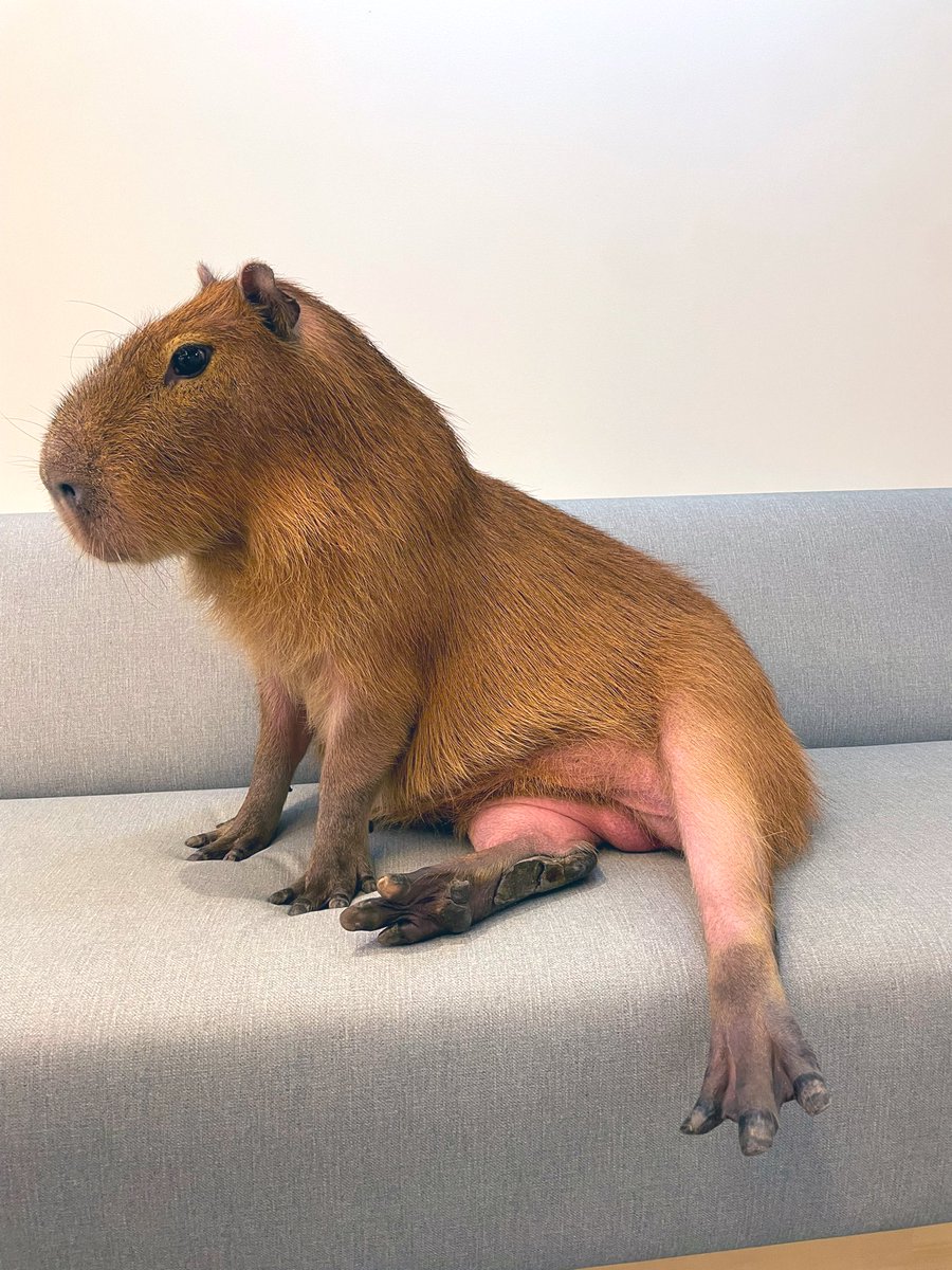cafe capyba（カピバラカフェ capybara cafe in Tokyo） tweet media