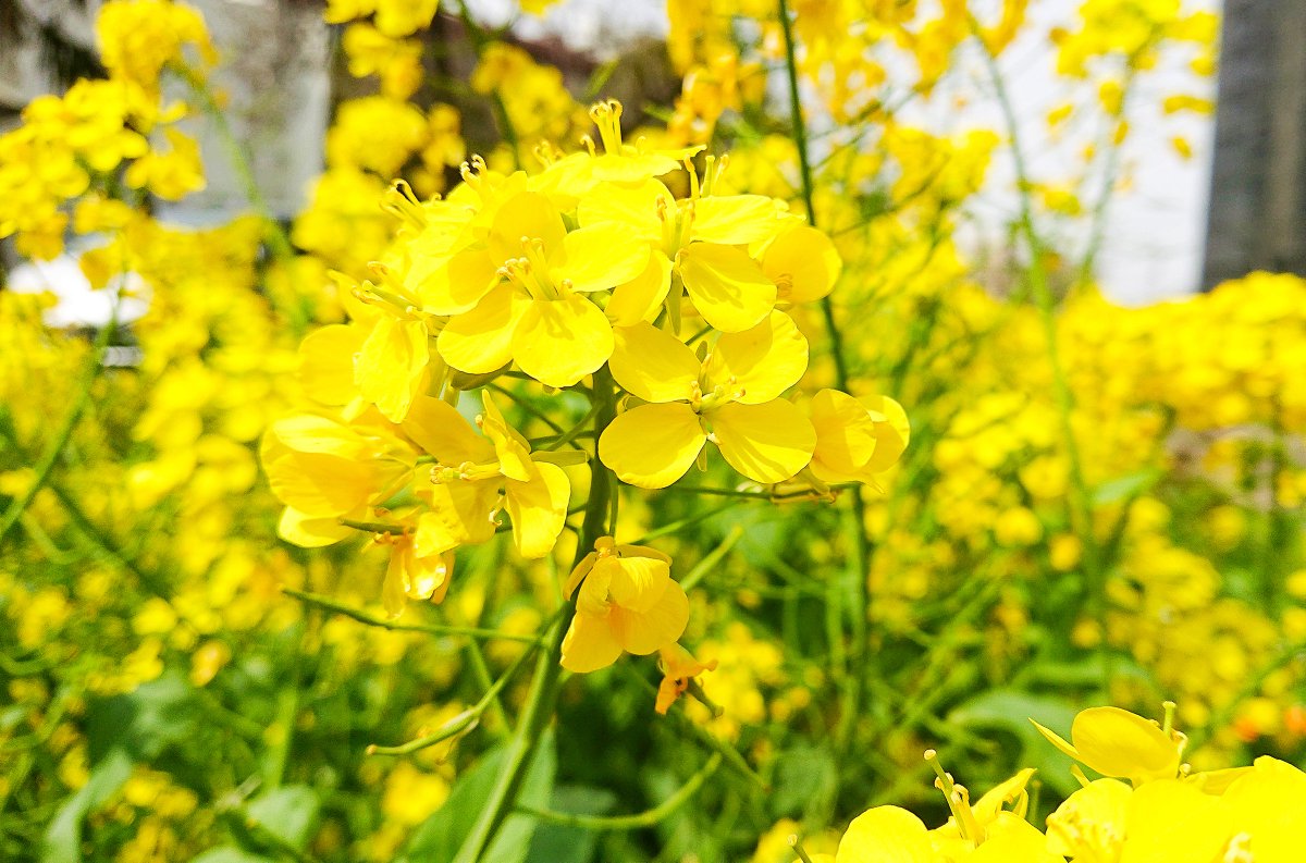 昨日散歩したらいろんなお花が満開でした🌸