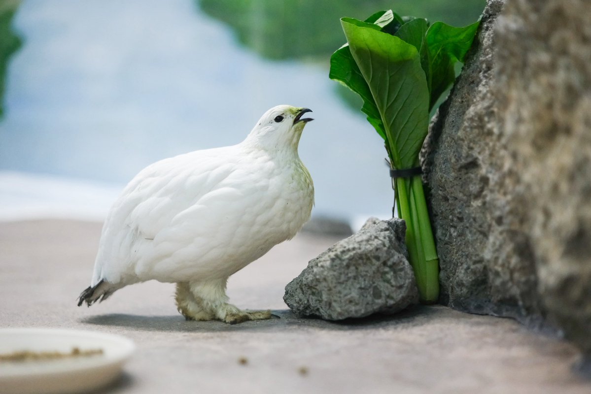 夏が好きなぶた tweet media