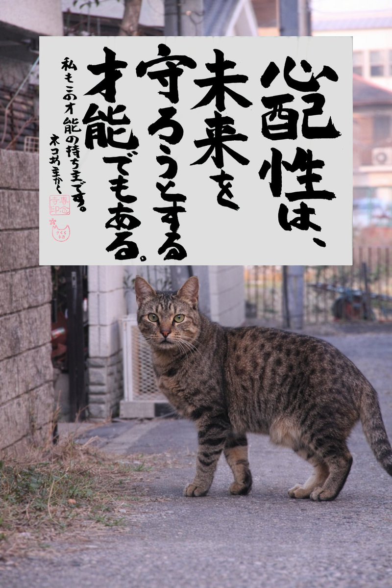 専念寺/ネコ坊主 tweet media