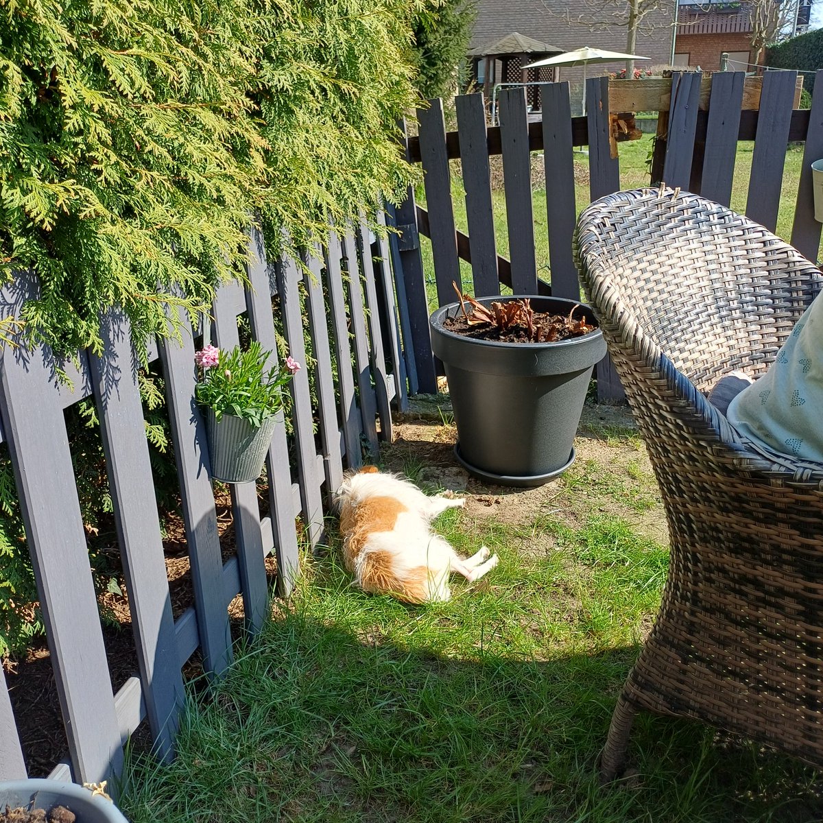 Lili, die neue.... tweet media