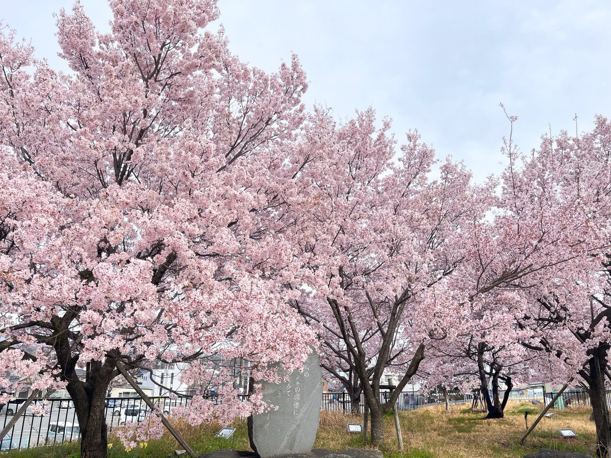 Blossoms' fun space tweet media