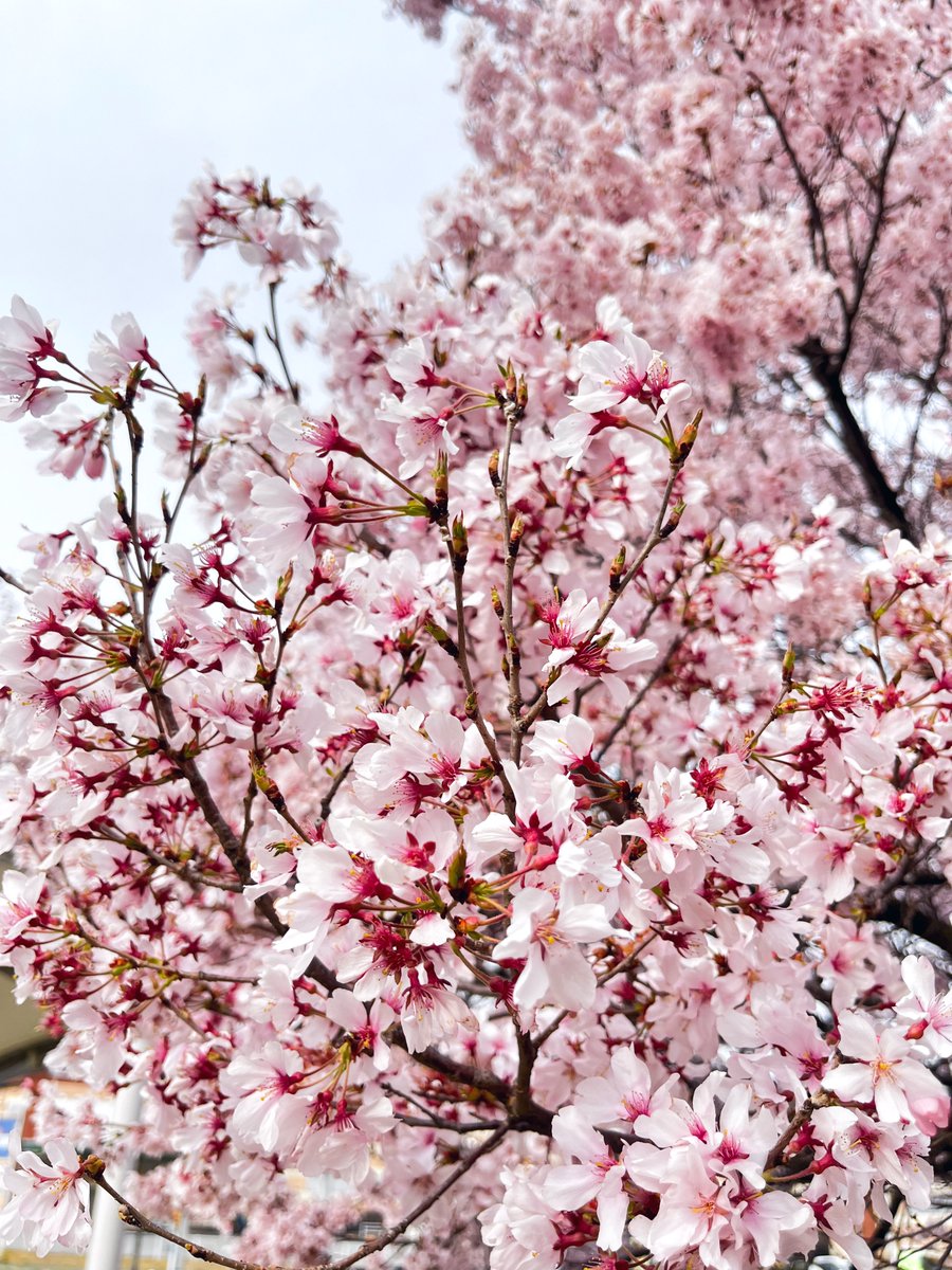 Blossoms' fun space tweet media