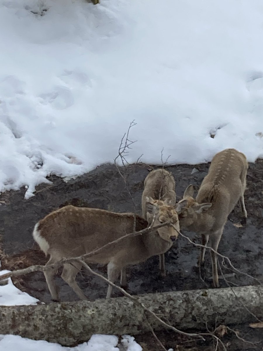 りんごパイ tweet media