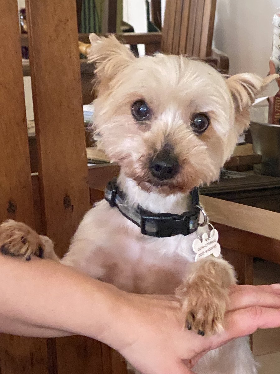 Gaby Santander Hulián tweet media