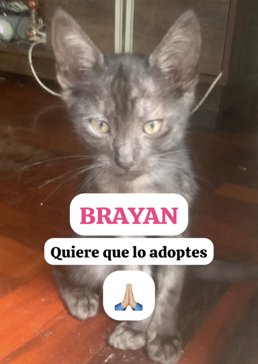 Luis Torres Montero tweet media