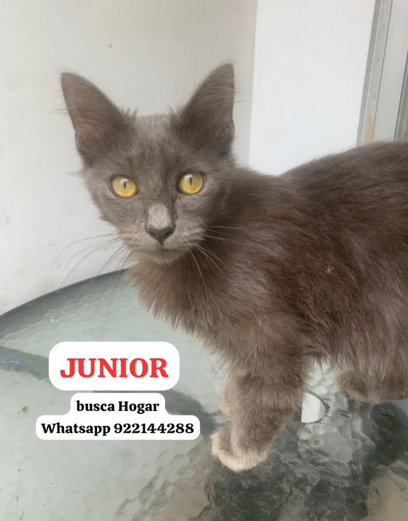 Luis Torres Montero tweet media