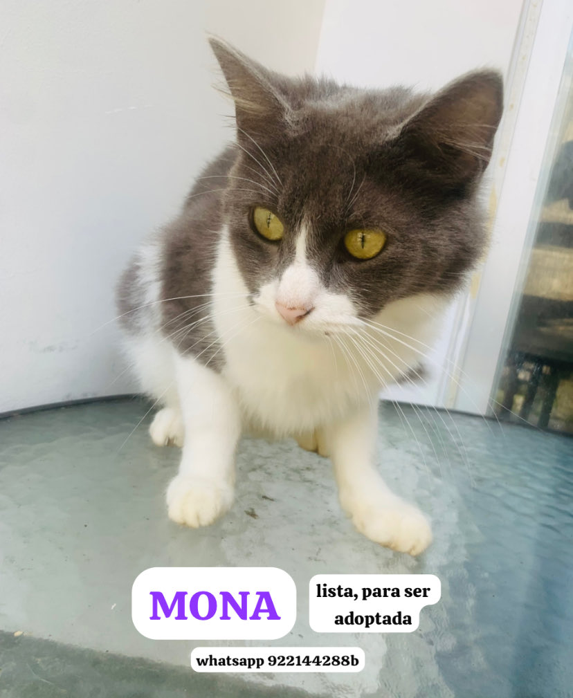 Luis Torres Montero tweet media