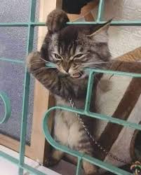 Christopher Damon tweet media