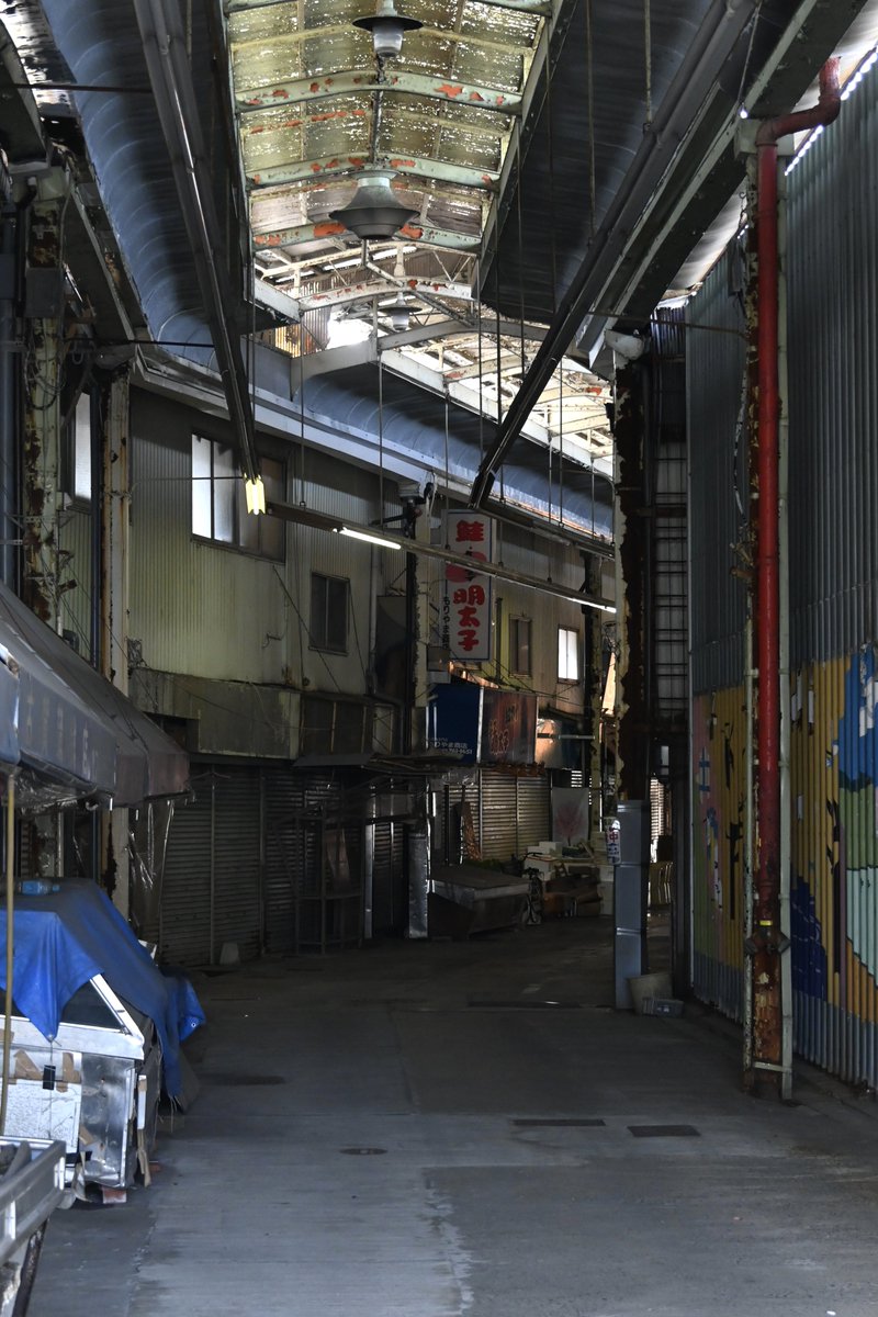 羽鳥写真館 tweet media